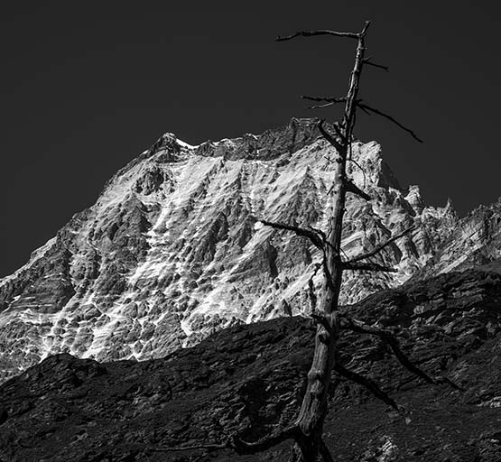 009立つ枯木（白黒）